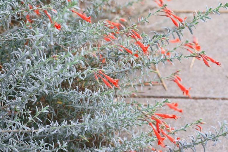 Zauschneria californica 'Calistoga', California Fuchsia  'Calistoga', Zauschneria cana 'Calistoga', Zauschneria 'Calistoga', Epilobium californicum 'Calistoga', Epilobium canum 'Calistoga'