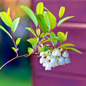 Zenobia pulverulenta, Honeycup, Dusty Zenobia, Zenobia cassinefolia, Shrub, Fall color