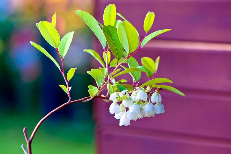 Zenobia pulverulenta, Honeycup, Dusty Zenobia, Zenobia cassinefolia, Shrub, Fall color