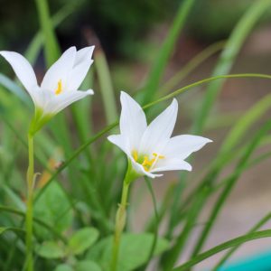 Zephyranthes atamasca, Atamasco Lily, Rain Lily, Amaryllis atamasca, Atamosco atamasca, Zephyranthes atamasca var. atamasca, White flowers