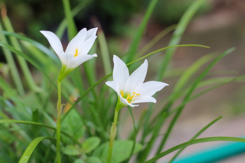 Zephyranthes atamasca, Atamasco Lily, Rain Lily, Amaryllis atamasca, Atamosco atamasca, Zephyranthes atamasca var. atamasca, White flowers