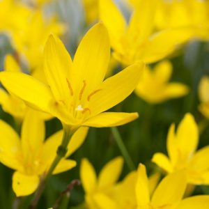 Zephyranthes citrina, Rain Lily, Peruvian Swamp Lily, Sea Onion, Summer Crocus,  Zephyr Lily, Yellow flowers
