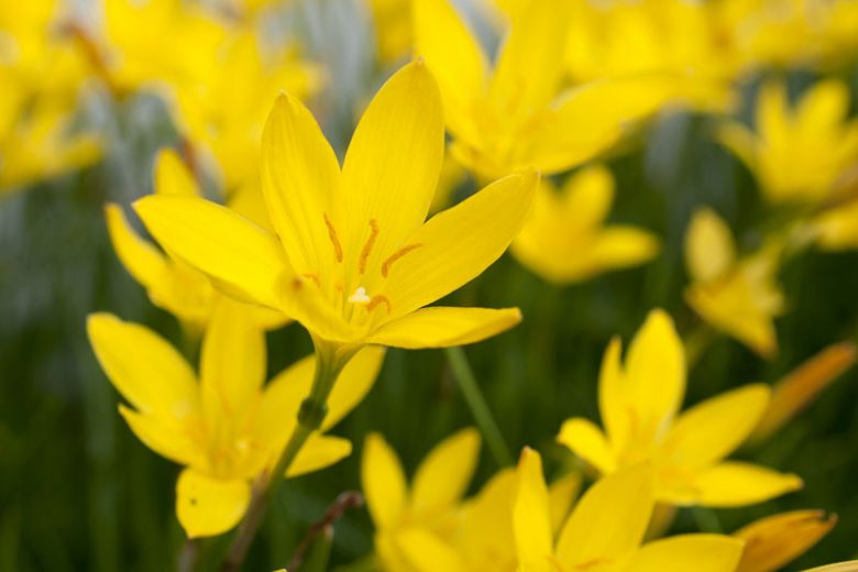 Zephyranthes citrina, Rain Lily, Peruvian Swamp Lily, Sea Onion, Summer Crocus,  Zephyr Lily, Yellow flowers