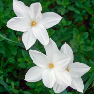Zephyranthes drummondii, Evening Rain Lily, Evening Star Rain Lily, Fairy Lily, Giant Rain Lily, Hill Country Rain Lily, Prairie Lily, Rainlily, Cooperia chlorosolen, Zephyranthes brazosensis, Zephyranthes herbertiana, White flowers