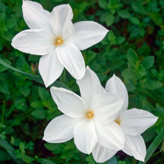 Zephyranthes drummondii, Evening Rain Lily, Evening Star Rain Lily, Fairy Lily, Giant Rain Lily, Hill Country Rain Lily, Prairie Lily, Rainlily, Cooperia chlorosolen, Zephyranthes brazosensis, Zephyranthes herbertiana, White flowers