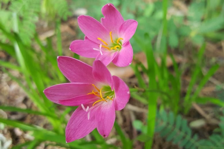Zephyranthes rosea, Cuban Zephyr Lily, Fairy Lily, Pink Rain Lily, Rainlily, Pink flowers