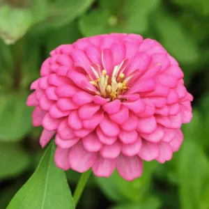 Zinnia 'Benary's Giant Bright Pink', Zinnia Elegans 'Benary's Giant Bright Pink', Benary's Giant series, Pink Zinnia, Pink Double Zinnia, Tall Zinnia