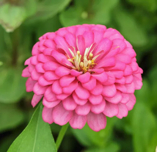 Zinnia 'Benary's Giant Bright Pink', Zinnia Elegans 'Benary's Giant Bright Pink', Benary's Giant series, Pink Zinnia, Pink Double Zinnia, Tall Zinnia