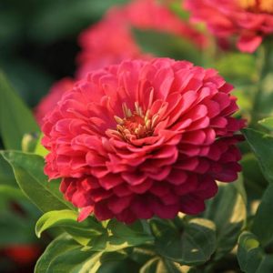 Zinnia 'Benary's Giant Coral', Zinnia Elegans 'Benary's Giant Coral', Benary's Giant series, Coral Zinnia, Coral Double Zinnia, Tall Zinnia, Pink Zinnia, Pink Double Zinnia