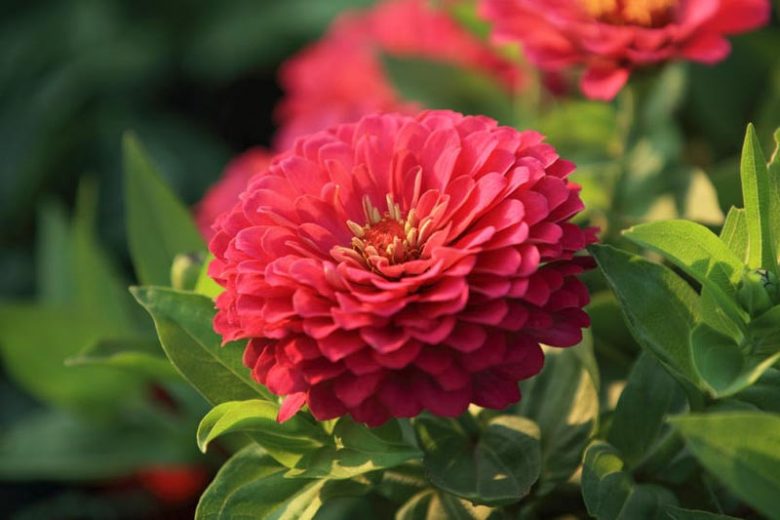 Zinnia 'Benary's Giant Coral', Zinnia Elegans 'Benary's Giant Coral', Benary's Giant series, Coral Zinnia, Coral Double Zinnia, Tall Zinnia, Pink Zinnia, Pink Double Zinnia