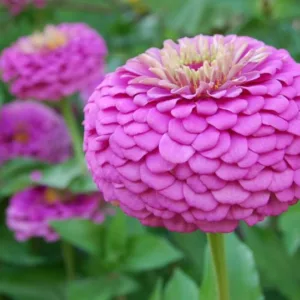 Zinnia 'Benary's Giant Lilac', Zinnia Elegans 'Benary's Giant Lilac', Benary's Giant series, Purple Zinnia, Purple Double Zinnia, Tall Zinnia, Lilac Zinnia