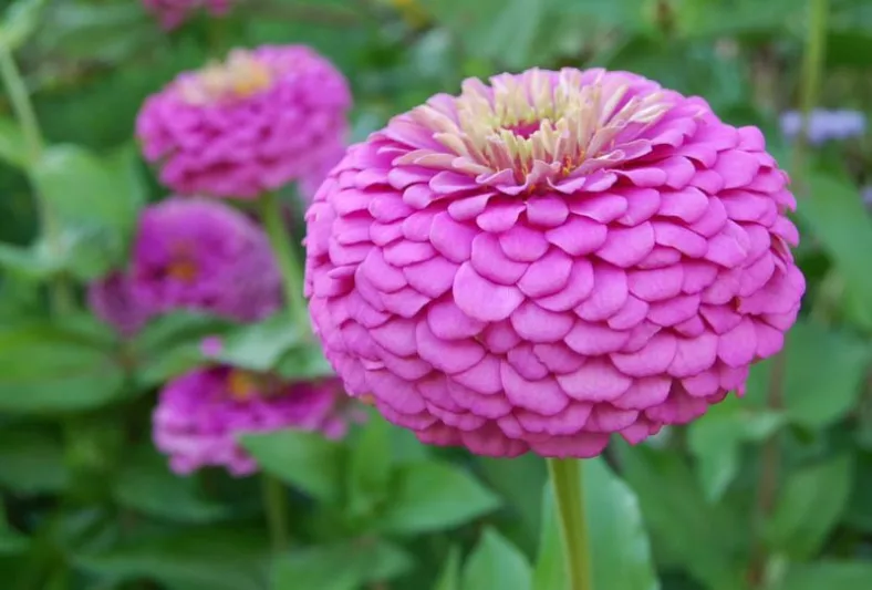 Zinnia 'Benary's Giant Lilac', Zinnia Elegans 'Benary's Giant Lilac', Benary's Giant series, Purple Zinnia, Purple Double Zinnia, Tall Zinnia, Lilac Zinnia
