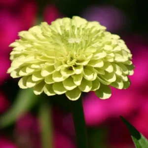 Zinnia 'Benary's Giant Lime', Zinnia Elegans 'Benary's Giant Lime', Benary's Giant series, Green Zinnia, Green Double Zinnia, Tall Zinnia