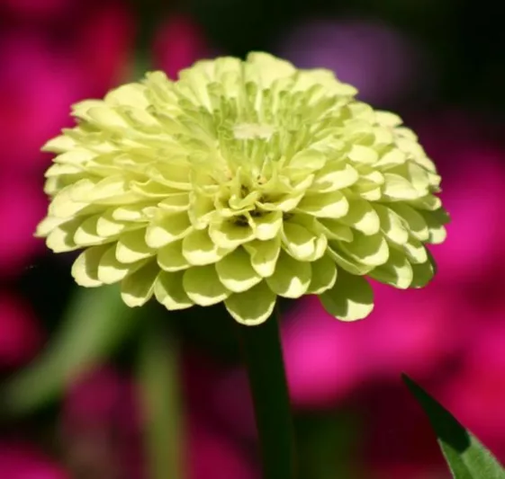 Zinnia 'Benary's Giant Lime', Zinnia Elegans 'Benary's Giant Lime', Benary's Giant series, Green Zinnia, Green Double Zinnia, Tall Zinnia
