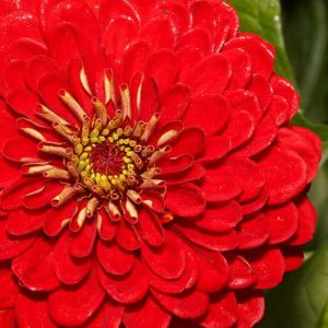 Zinnia 'Benary's Giant Scarlet', Zinnia Elegans 'Benary's Giant Scarlet', Benary's Giant series, Scarlet Zinnia, Scarlet Double Zinnia, Tall Zinnia, Red Zinnia, Red Double Zinnia