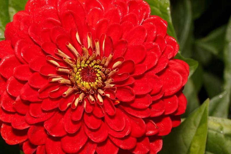 Zinnia 'Benary's Giant Scarlet', Zinnia Elegans 'Benary's Giant Scarlet', Benary's Giant series, Scarlet Zinnia, Scarlet Double Zinnia, Tall Zinnia, Red Zinnia, Red Double Zinnia