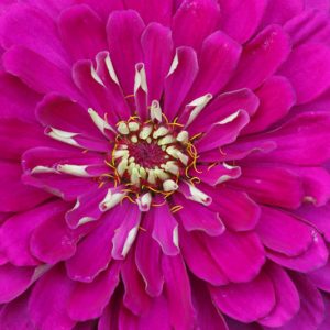 Zinnia 'Giant Violet Queen', Zinnia Elegans 'Giant Violet Queen', Purple Zinnia, Purple Double Zinnia, Tall Zinnia, Lilac Zinnia