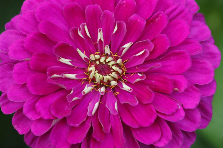 Zinnia 'Giant Violet Queen', Zinnia Elegans 'Giant Violet Queen', Purple Zinnia, Purple Double Zinnia, Tall Zinnia, Lilac Zinnia