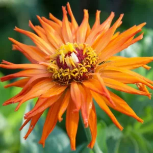 Zinnia 'Inca', Zinnia Elegans 'Inca', Inca Zinnia, Orange Zinnia, Orange Flowers