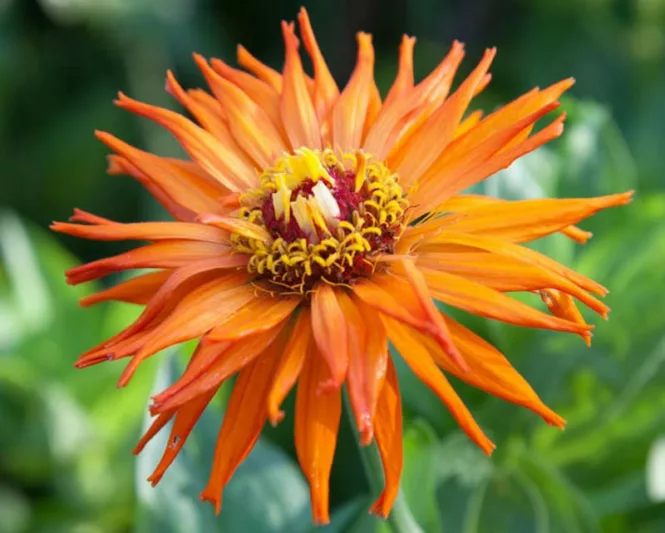 Zinnia 'Inca', Zinnia Elegans 'Inca', Inca Zinnia, Orange Zinnia, Orange Flowers