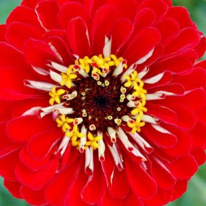 Zinnia 'Will Rogers', Zinnia Elegans 'Will Rogers', Scarlet Zinnia, Scarlet Double Zinnia, Tall Zinnia, Red Zinnia, Red Double Zinnia