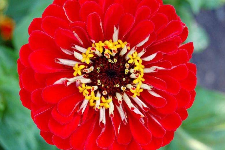 Zinnia 'Will Rogers', Zinnia Elegans 'Will Rogers', Scarlet Zinnia, Scarlet Double Zinnia, Tall Zinnia, Red Zinnia, Red Double Zinnia