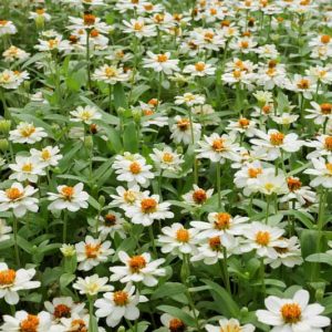 Zinnia angustifolia 'Star White', Creeping Zinnia 'Star White', Mexican Zinnia 'Star White', Narrow-leaf Zinnia 'Star White', White Zinnia, White Flowers,