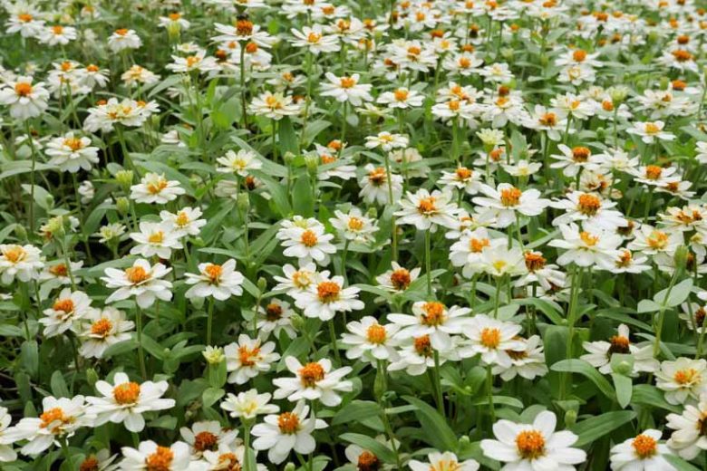 Zinnia angustifolia 'Star White', Creeping Zinnia 'Star White', Mexican Zinnia 'Star White', Narrow-leaf Zinnia 'Star White', White Zinnia, White Flowers,