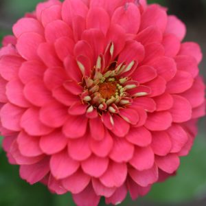 Zinnia 'Benary's Giant Carmine', Zinnia Elegans 'Benary's Giant Carmine', Benary's Giant series, Carminet Zinnia, Carminet Double Zinnia, Tall Zinnia, Red Zinnia, Red Double Zinnia