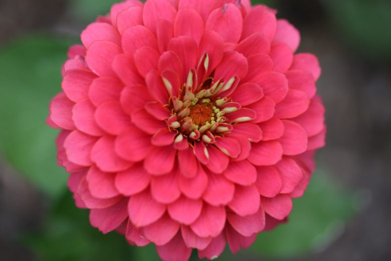 Zinnia 'Benary's Giant Carmine', Zinnia Elegans 'Benary's Giant Carmine', Benary's Giant series, Carminet Zinnia, Carminet Double Zinnia, Tall Zinnia, Red Zinnia, Red Double Zinnia