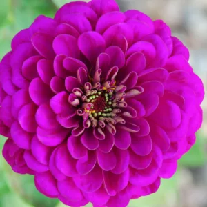 Zinnia 'Benary's Giant Purple', Zinnia Elegans 'Benary's Giant Purple', Benary's Giant series, Purple Zinnia, Purple Double Zinnia, Tall Zinnia