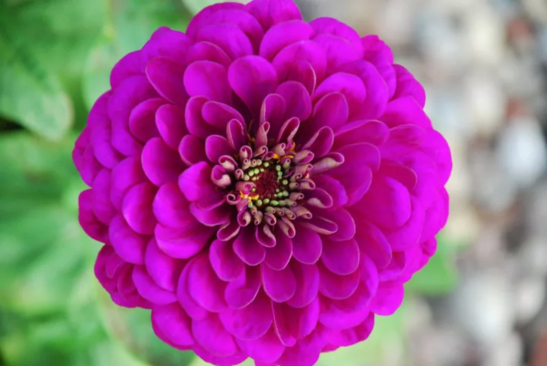 Zinnia 'Benary's Giant Purple', Zinnia Elegans 'Benary's Giant Purple', Benary's Giant series, Purple Zinnia, Purple Double Zinnia, Tall Zinnia