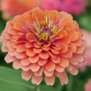 Zinnia 'Benary's Giant Salmon Rose', Zinnia Elegans 'Benary's Giant Salmon Rose', Benary's Giant series, Salmon Zinnia, Pink Zinnia, Pink Double Zinnia, Tall Zinnia