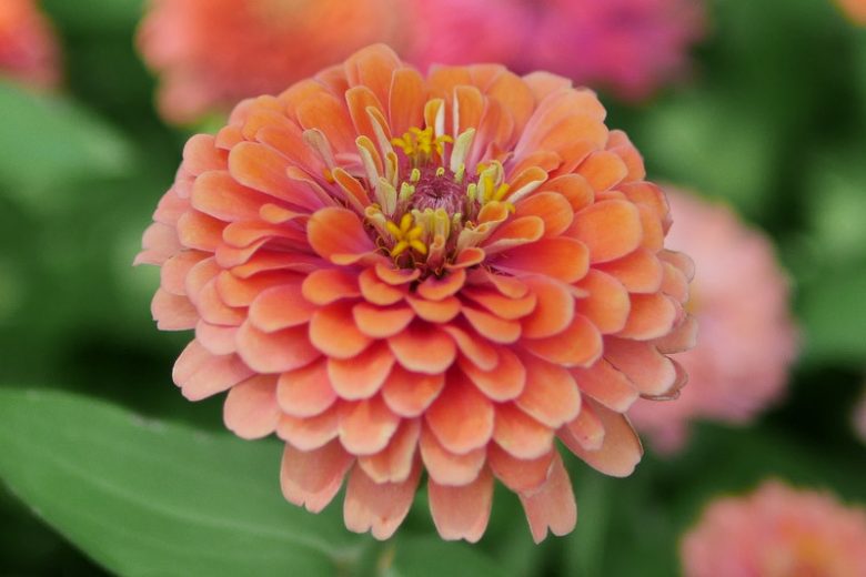 Zinnia 'Benary's Giant Salmon Rose', Zinnia Elegans 'Benary's Giant Salmon Rose', Benary's Giant series, Salmon Zinnia, Pink Zinnia, Pink Double Zinnia, Tall Zinnia