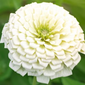 Zinnia 'Benary's Giant White', Zinnia Elegans 'Benary's Giant White', Benary's Giant series, White Zinnia, White Double Zinnia, Tall Zinnia