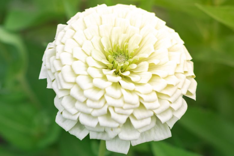 Zinnia 'Benary's Giant White', Zinnia Elegans 'Benary's Giant White', Benary's Giant series, White Zinnia, White Double Zinnia, Tall Zinnia