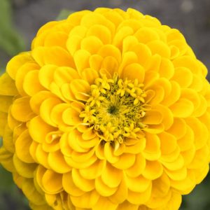 Zinnia 'Canary Bird', Zinnia Elegans 'Canary Bird', Yellow Zinnia, Golden Zinnia, Yellow Double Zinnia, Tall Zinnia