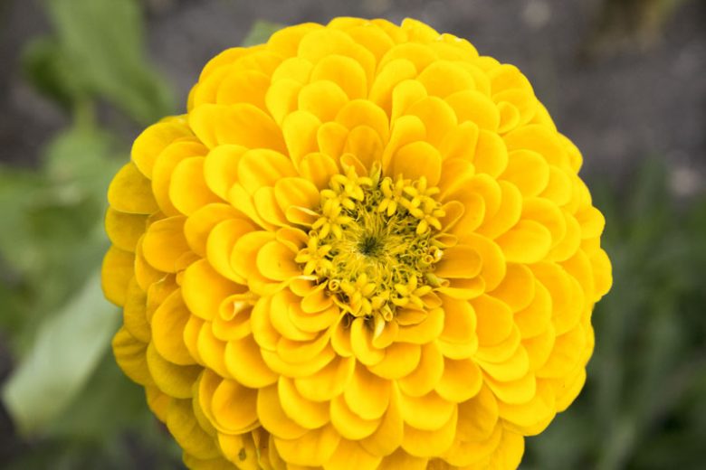 Zinnia 'Canary Bird', Zinnia Elegans 'Canary Bird', Yellow Zinnia, Golden Zinnia, Yellow Double Zinnia, Tall Zinnia