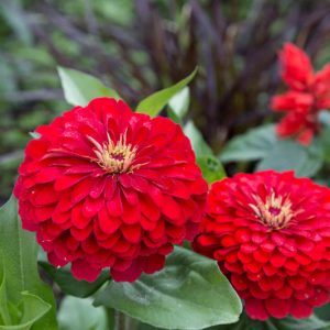 Zinnia 'Cherry Queen', Zinnia Elegans 'Cherry Queen', Cherry Queen Zinnia, Red Zinnia, Red Flowers