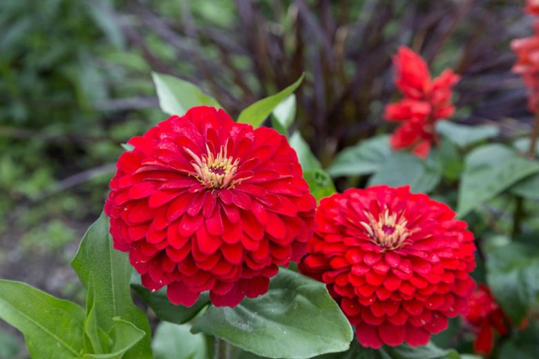Zinnia 'Cherry Queen', Zinnia Elegans 'Cherry Queen', Cherry Queen Zinnia, Red Zinnia, Red Flowers