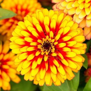 Zinnia 'Macarenia', Zinnia Elegans 'Macarenia', Macarenia Zinnia, Bicolor Zinnia, Bicolor Flowers, Red Zinnia, Red Flowers, Yellow Zinnia, Yellow Flowers