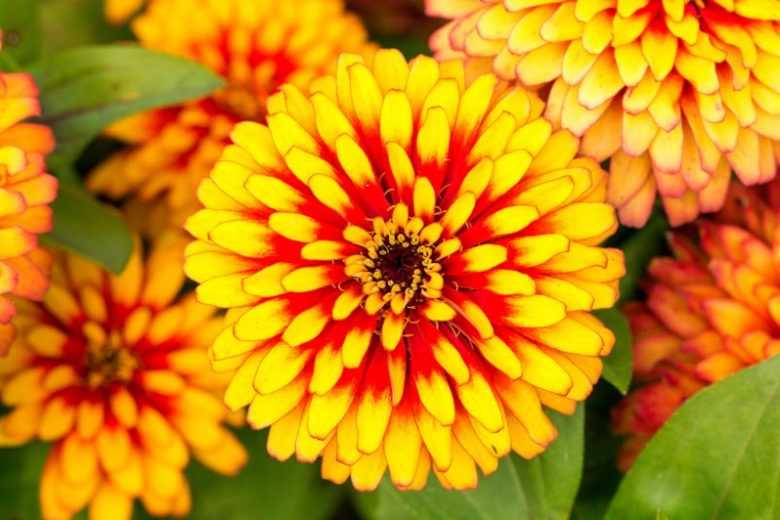Zinnia 'Macarenia', Zinnia Elegans 'Macarenia', Macarenia Zinnia, Bicolor Zinnia, Bicolor Flowers, Red Zinnia, Red Flowers, Yellow Zinnia, Yellow Flowers