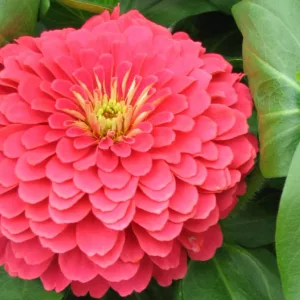 Zinnia elegans 'Magellan Coral', Zinnia 'Magellan Coral', Magellan Series, Orange Zinnia, Orange Double Zinnia, Pink  Zinnia, Pink Double Zinnia, Coral Zinnia, Coral Double Zinnia