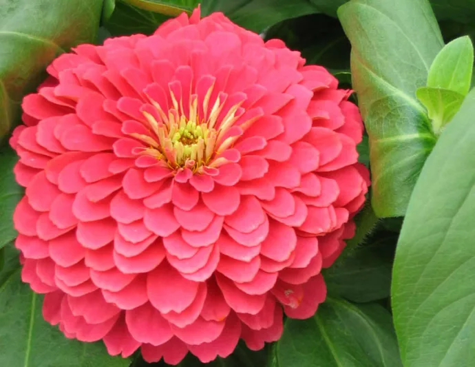 Zinnia elegans 'Magellan Coral', Zinnia 'Magellan Coral', Magellan Series, Orange Zinnia, Orange Double Zinnia, Pink  Zinnia, Pink Double Zinnia, Coral Zinnia, Coral Double Zinnia