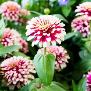 Zinnia 'Mazurkia', Zinnia Elegans 'Mazurkia', Mazurkia Zinnia, Bicolor Zinnia, Bicolor Flowers, Red Zinnia, Red Flowers