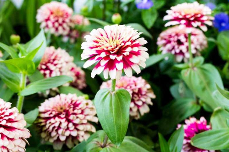 Zinnia 'Mazurkia', Zinnia Elegans 'Mazurkia', Mazurkia Zinnia, Bicolor Zinnia, Bicolor Flowers, Red Zinnia, Red Flowers