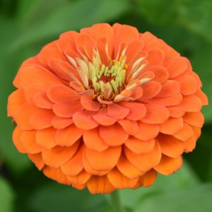 Zinnia 'Orange King', Zinnia Elegans 'Orange King', Orange King Zinnia, Orange Zinnia, Orange Flowers