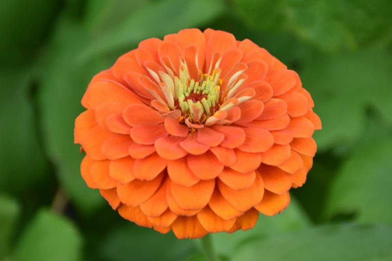Zinnia 'Orange King', Zinnia Elegans 'Orange King', Orange King Zinnia, Orange Zinnia, Orange Flowers