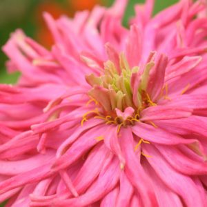 Zinnia elegans 'Pinca', Zinnia Pinca, Pinca Zinnia, Pink Zinnia, Pink Flowers, Cactus Zinnia, Spider Zinnia