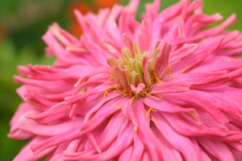 Zinnia elegans 'Pinca', Zinnia Pinca, Pinca Zinnia, Pink Zinnia, Pink Flowers, Cactus Zinnia, Spider Zinnia